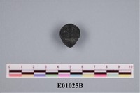 藏品(石燕及其他腕足動物)的圖片